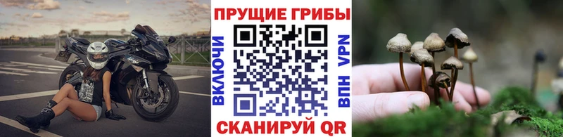 Купить закладки  Полтавская  Псилоцибиновые грибы MAGIC MUSHROOMS 